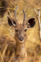 Young male Sambar Deer resting in the forest of Tadoba National Park, India
