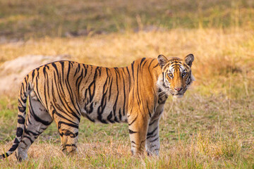 Fototapeta na wymiar A Bengal Tiger relaxing in the grass of Bandhavgarh, India