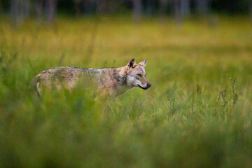 European wolf walking through the long grass of Kuhmo, Finland, Europe