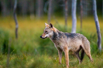 European wolf walking through the long grass of Kuhmo, Finland, Europe