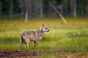 European wolf walking through the long grass of Kuhmo, Finland, Europe