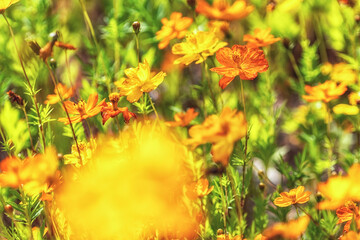 Cosmos flowers in Odaesan