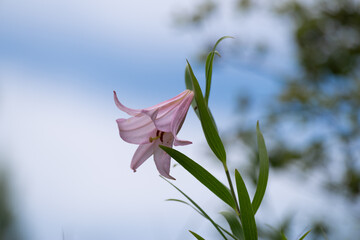 ひっそりと咲くササユリ