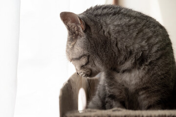 窓辺の猫　サバトラ猫