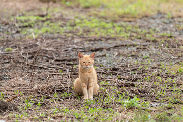 見つめる猫　茶トラ猫