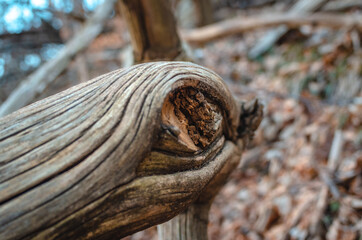 Closeup of a fallen tree branch, part of it looks like an eye