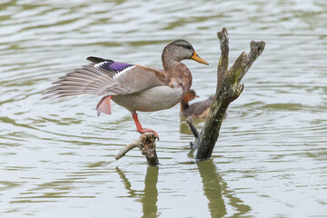 duck in the water