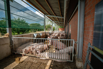 Tierwohl - Schweinehaltung, Sauen geniessen die frische Sommerluft im Offenstall, Symbolfoto.