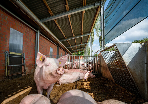 Tierwohl - Schweinehaltung, Sauen geniessen die frische Sommerluft im Offenstall, Symbolfoto.