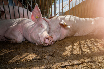 Tierwohl - Schweinehaltung, Sauen geniessen die frische Sommerluft im Offenstall, Symbolfoto.