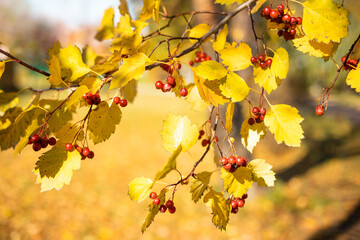 Fresh ripe red berries of hawthorn on branch tree with yellow leaves in sunny day. Autumn harvest. Nature background. Banner with copy space. Selective focus