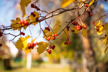 Fresh ripe red berries of hawthorn on branch tree with yellow leaves in sunny day. Autumn harvest. Nature background. Banner with copy space. Selective focus