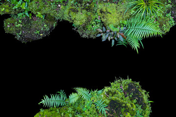 Tropical rainforest foliage plants nature frame forest on black background.