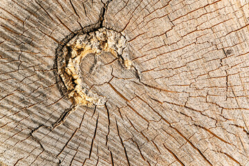 texture of an old tree cut