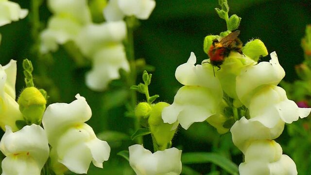 Bumblebee flies from flower to snapdragon flower collecting nectar