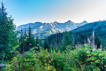 Javorova dolina valley with peaks of Belianske Tatry mountains in Slovakia © honza28683