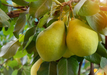 Ripe yellow pears hang on a branch with green leaves close-up and blurred background on a summer day. Gardening and farming concept