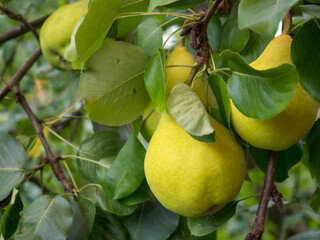 Ripe yellow pears hang on a branch with green leaves close-up and blurred background on a summer day. Gardening and farming concept