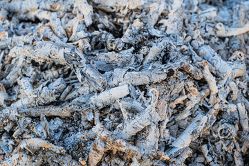 Ash and embers of bonfire