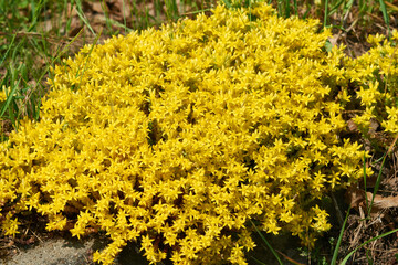 Sedum acre auf einem Sandmagerrasen in Brandenburg	