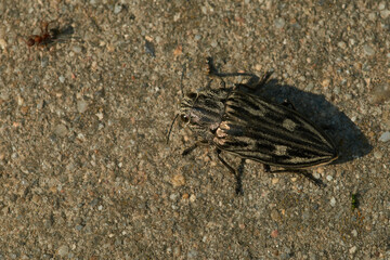 Marienprachtkäfer oder auch Großer Kiefernprachtkäfer (Chalcophora mariana	