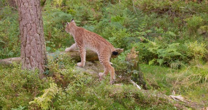 Young european lynx walking and stops to look for enemies or prey in the forest