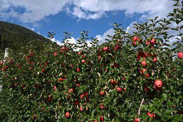 mele rosse raccolta mele rosse val di non 