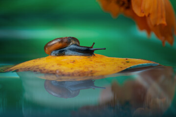 snail on a yellow leaf floating on the water