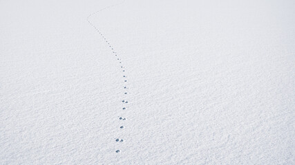 animal traces in fresh loose snow