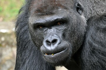 Gorillas