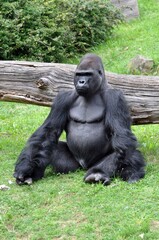 Gorillas