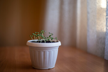 young rosemary sprouts in a pot, growing spices at home, growing fragrant rosemary