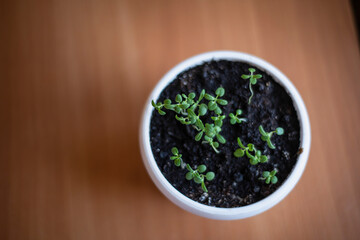 young rosemary sprouts in a pot, growing spices at home, growing fragrant rosemary