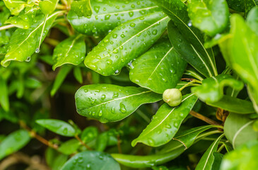 Pittosporaceae evergreen shrub and seasise plants. 