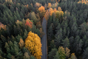 Fall foliage of boreal forest and a road between the trees.