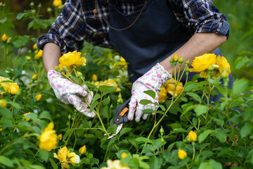 Gardener is cutting roses with a pruner.