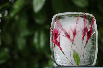 Blumen in Eis gefroren vor Hintergrund Natur