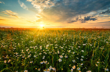 Beautiful summer sunset over fields with white camomile flowers