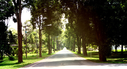 Road through green trees in the spring season