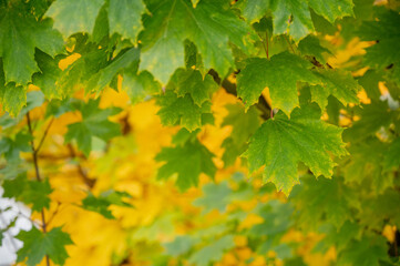 Autumn multicolored maple leaves. Orange, yellow, red and green. The joy of a sunny day. Children go to school. Abstract natural background for the site, album, social networks.