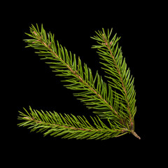 Fir branch isolated on black background. Layout, top view.