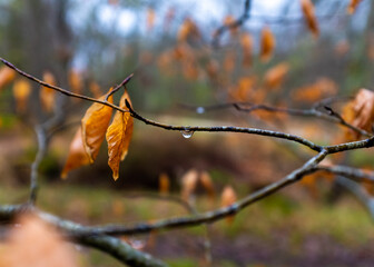 One single raindrop on a beech twig, Fontainebleau, France