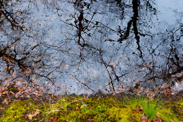 Raindrops falling on a dark pond, Fontainebleau, France