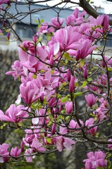 Jardin du Palais Royal, City of Paris, France