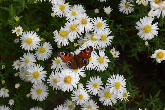 Rusałka pawik na białych kwiatach astr&oacute;w bylinowych