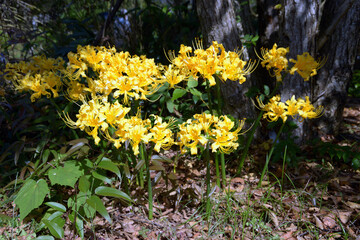 ショウキズイセン