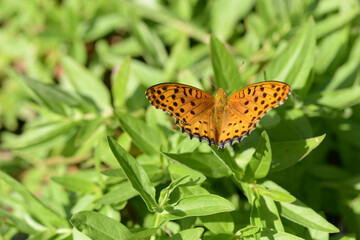 蝶々　ツマグロヒョウモン