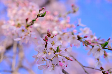 blossom