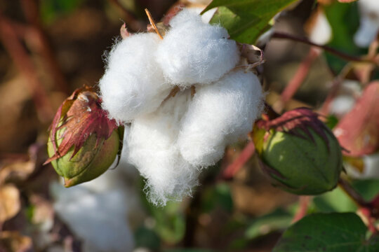 Agriculture, cotton . open harvest stage cotton bolls at sunset. Farsala,  Thessal&iacute;a