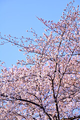blossom